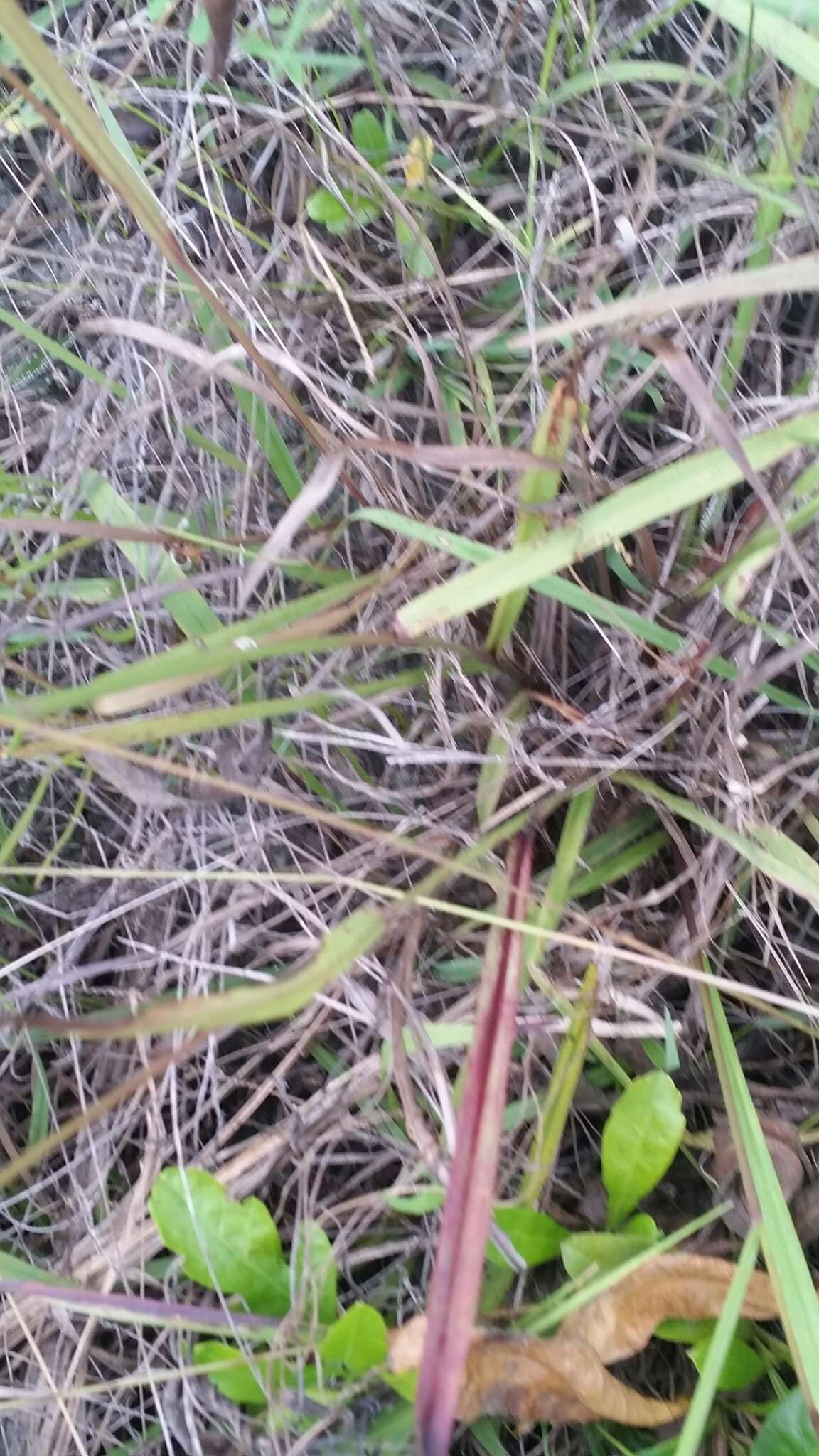 Image of Blodgett's Crown Grass