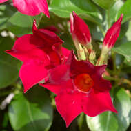 Plancia ëd Mandevilla sanderi (Hemsl.) R. E. Woodson