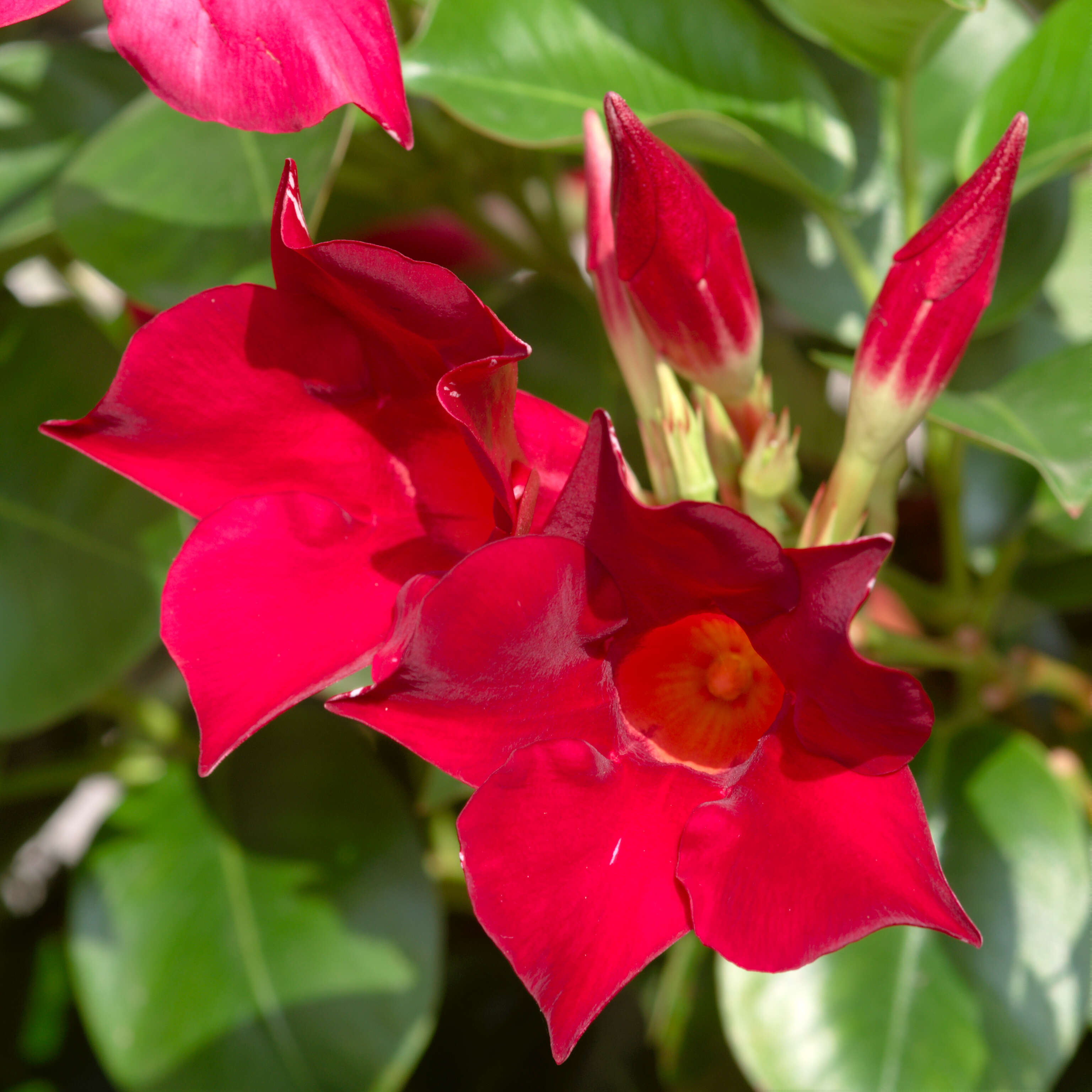 Plancia ëd Mandevilla sanderi (Hemsl.) R. E. Woodson