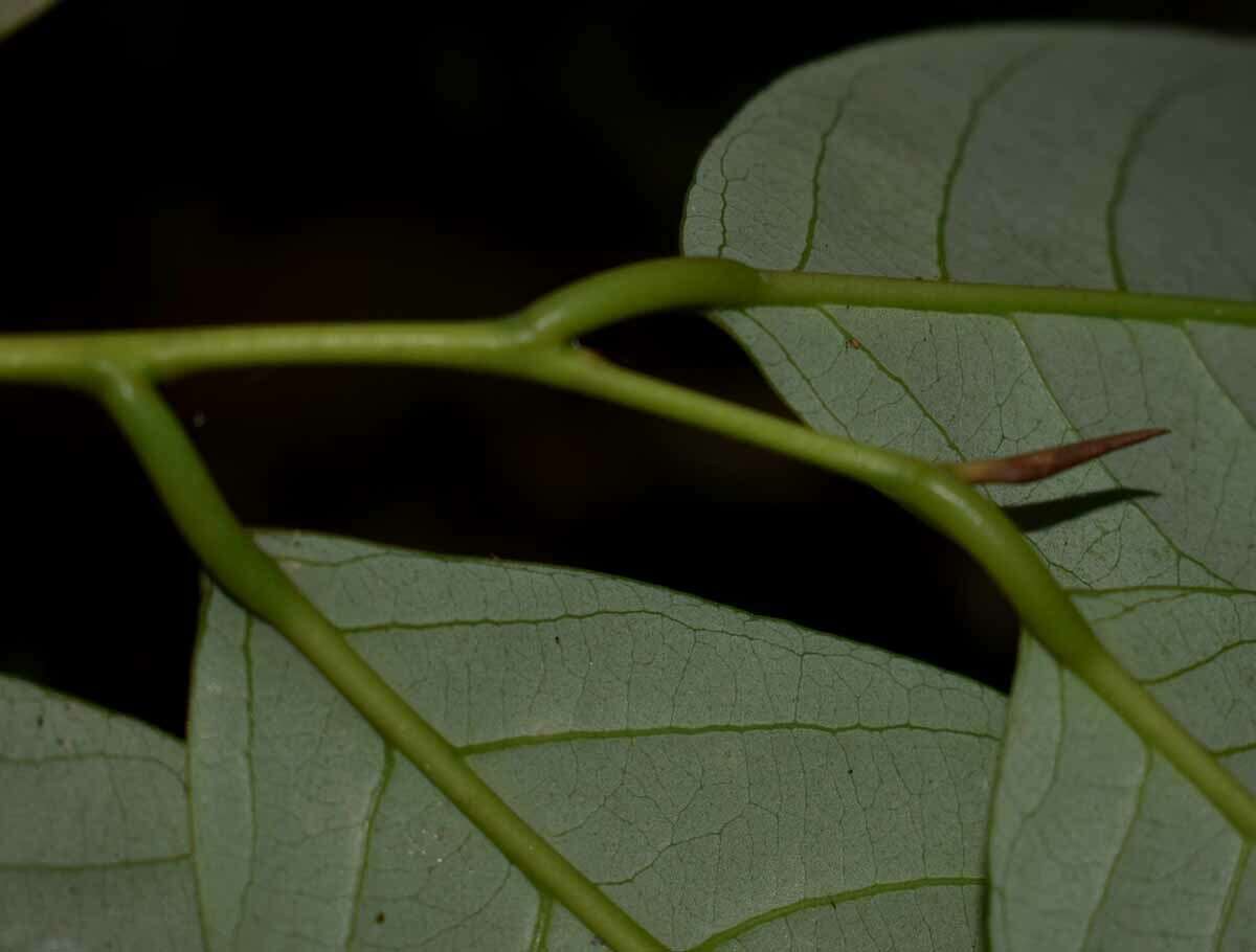 Image of Myristica globosa subsp. muelleri (Warb.) W. J. J. O. de Wilde