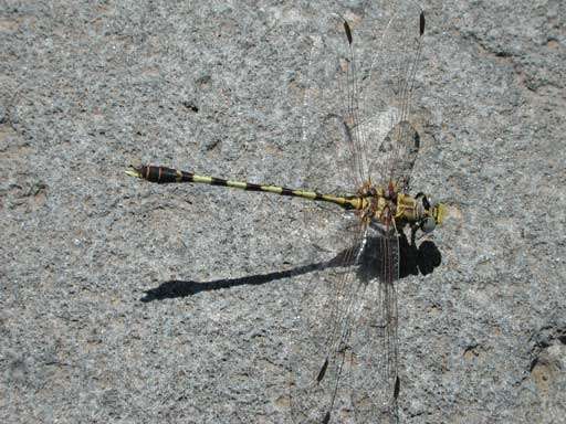 صورة Progomphus borealis McLachlan ex Selys 1873