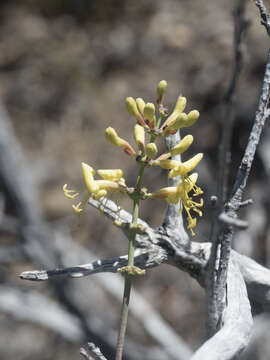 Image de Lonicera interrupta Benth.