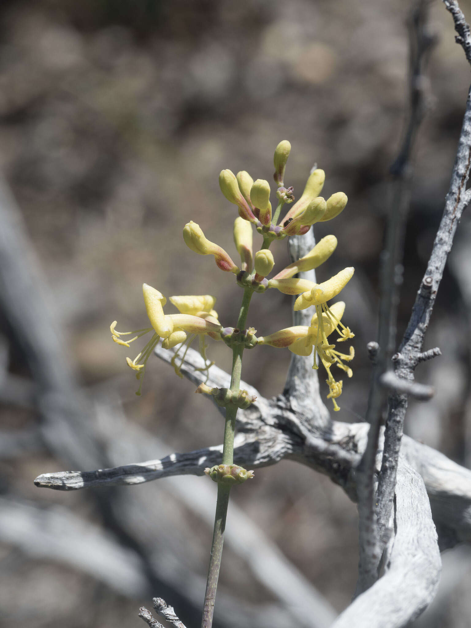 Image of chaparral honeysuckle