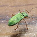 Image of Pale Green Weevil