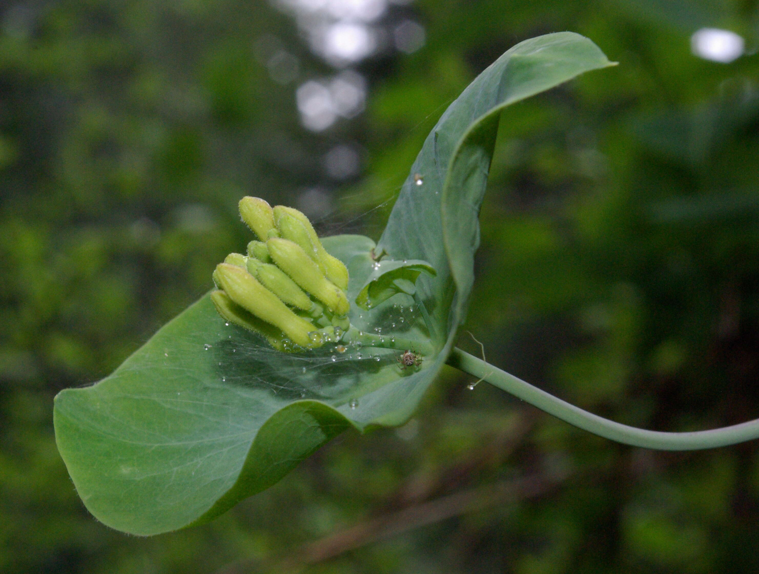 Image of Orange Honeysuckle