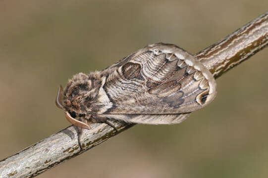 Image of Brahmaea europaea Hartig 1963