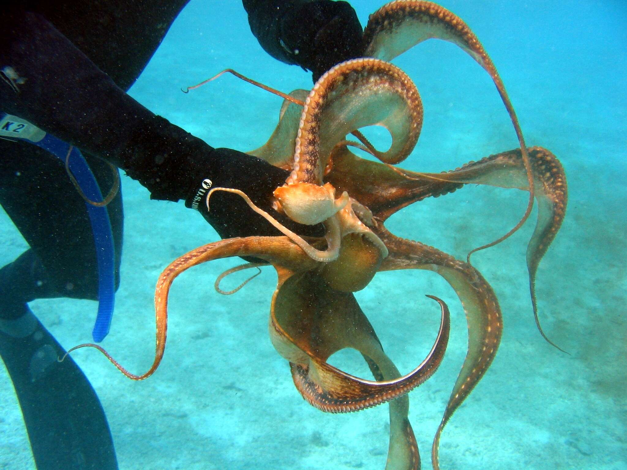 Слика од Callistoctopus ornatus (Gould 1852)