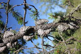 Image of jack pine