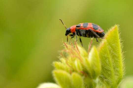 Sivun Cerotoma atrofasciata Jacoby 1879 kuva