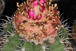 Image of Melocactus violaceus Pfeiff.