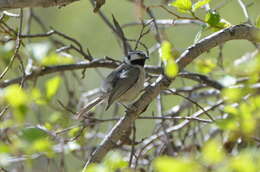 Image of Bridled Titmouse