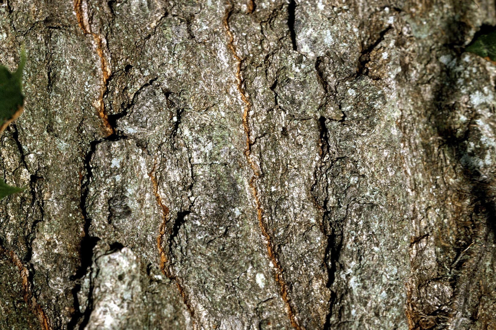 Image of Laurel Oak