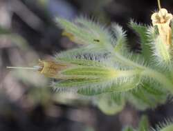 صورة Onosma tricerosperma Lag.