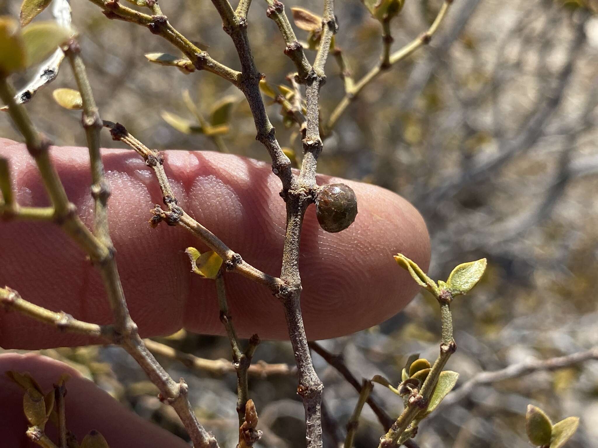 Plancia ëd Asphondylia resinosa Gagne 1990