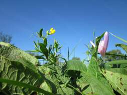 Слика од Lathyrus pratensis L.