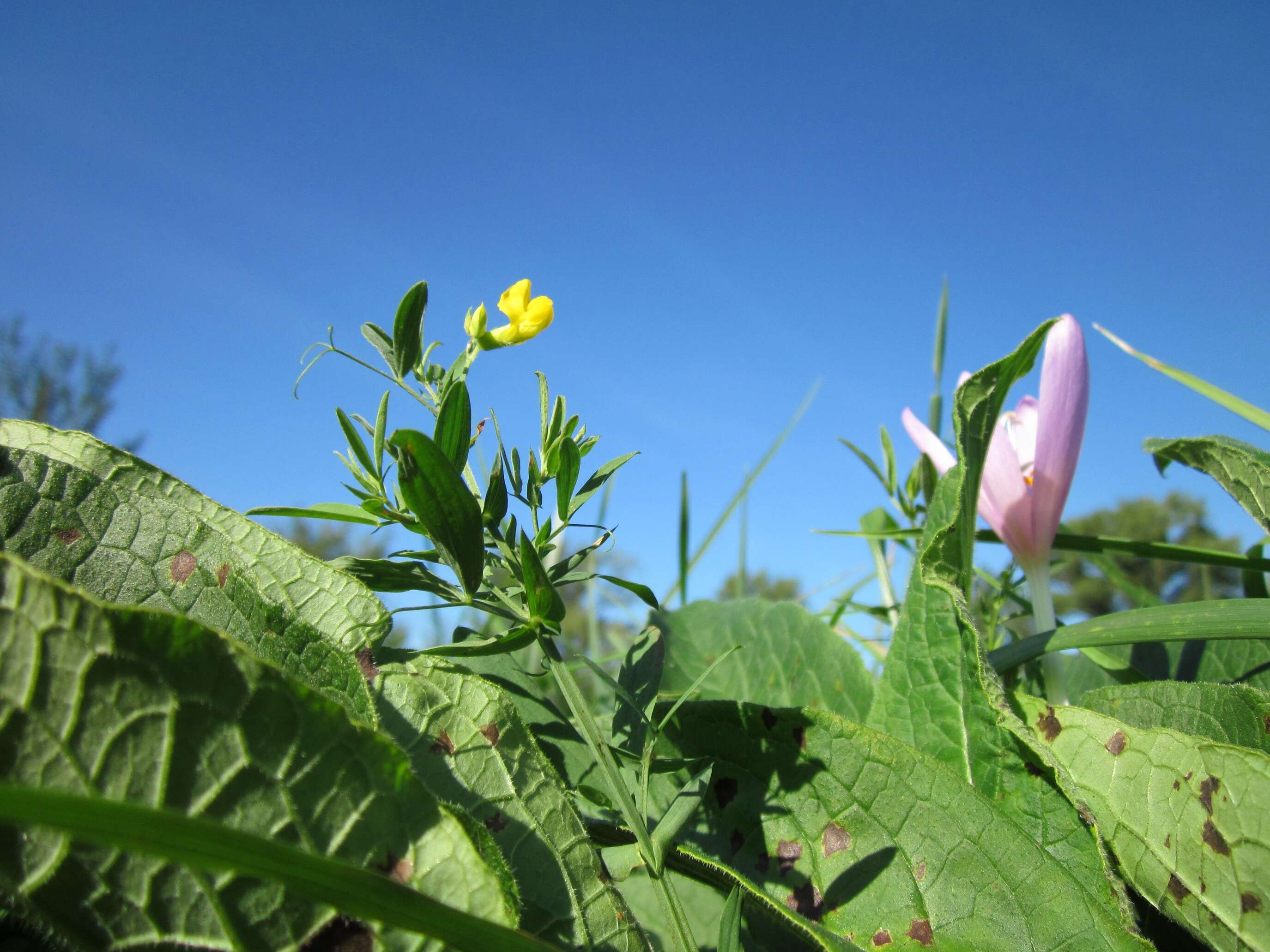 Слика од Lathyrus pratensis L.