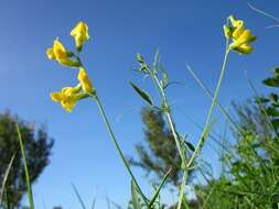 Слика од Lathyrus pratensis L.