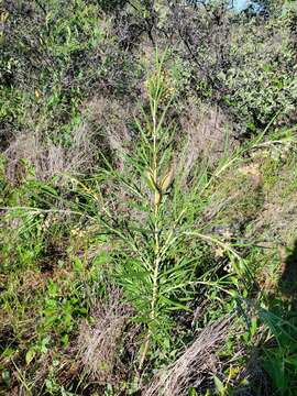 Image of Gomphocarpus tomentosus Burch.