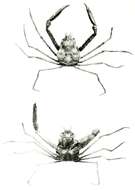 Image of splitnose crab