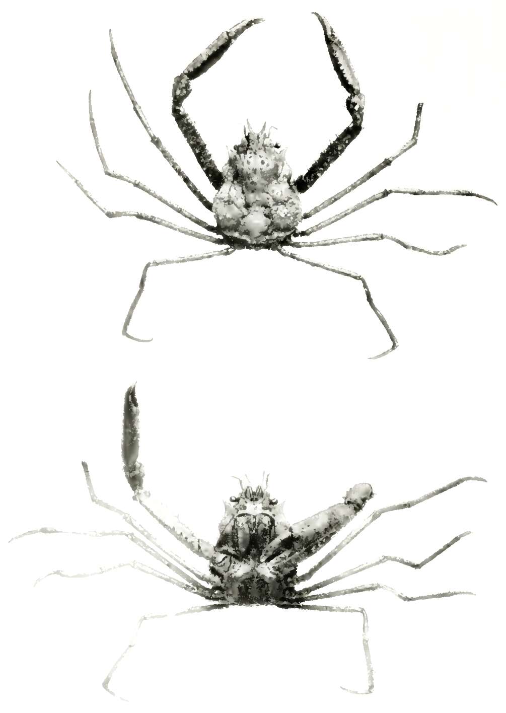 Imagem de Oregonia bifurca Rathbun 1902