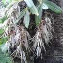 Imagem de Dendrobium denudans D. Don