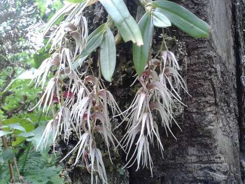 Sivun Dendrobium denudans D. Don kuva