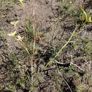 Plancia ëd Moraea bulbillifera (G. J. Lewis) Goldblatt