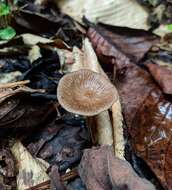 Image of Dactylosporina steffenii (Rick) Dörfelt 1985