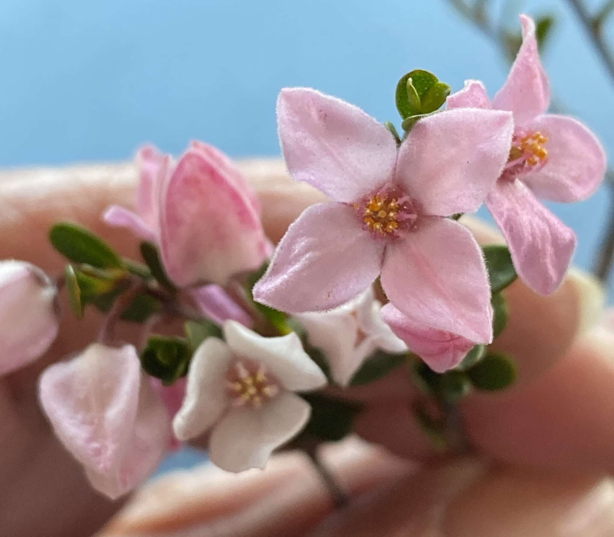 Image of Boronia ternata var. elongata P. G. Wilson