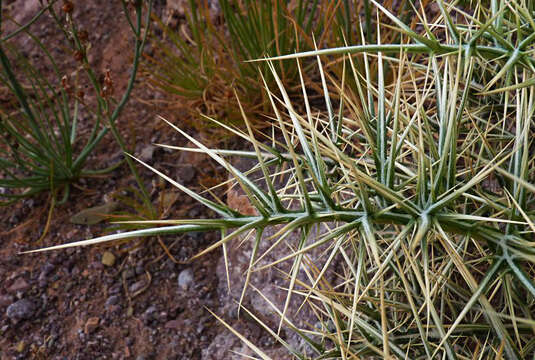 Image of Echinops spinosissimus Turra