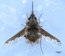 Image of Large bee-fly