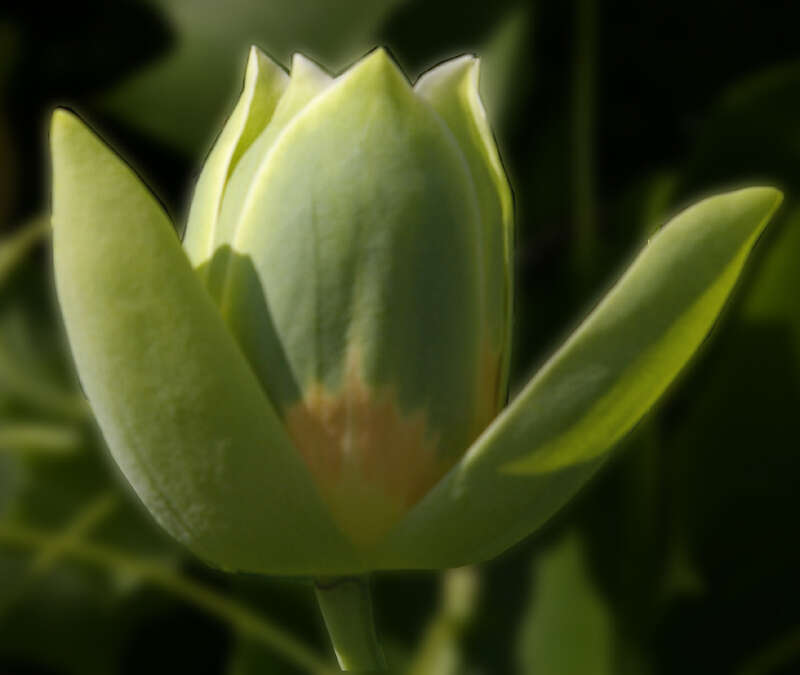 Image of Tulip tree