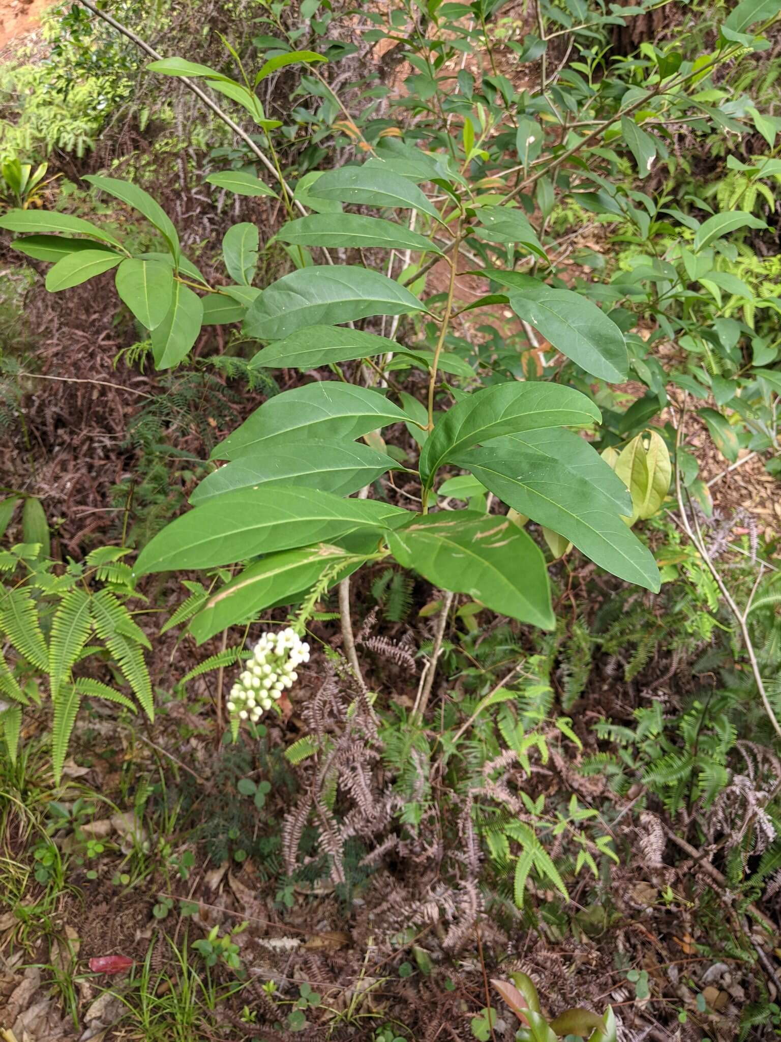 Plancia ëd Citharexylum caudatum L.