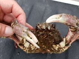 Image of Sheep crab