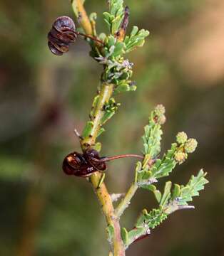 Imagem de Acacia acanthoclada subsp. acanthoclada