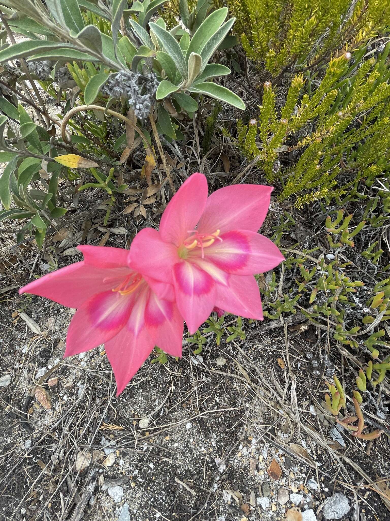 Plancia ëd Gladiolus carmineus C. H. Wright