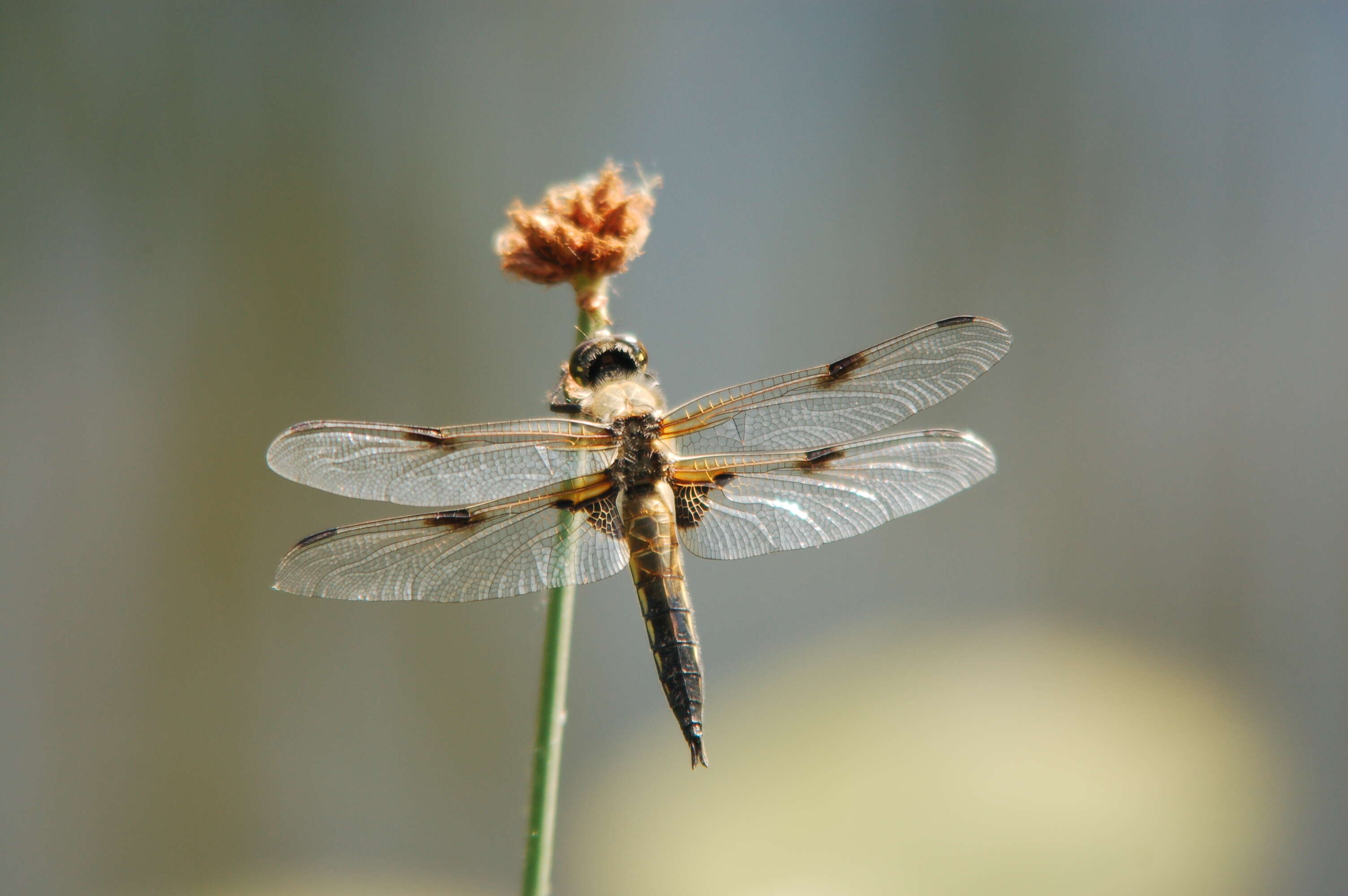 Image of Four-spotted Chaser