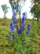 Image of Delphinium retropilosum (Huth) Sambuk