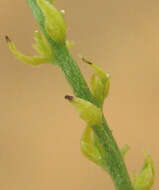 صورة Plukenetia africana Sond.