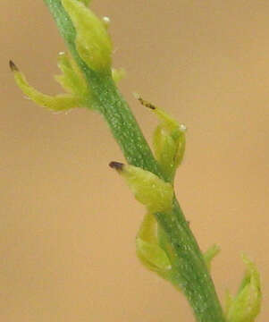 Image of Plukenetia africana Sond.