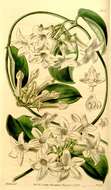 Image of Stephanotis floribunda Brongn.