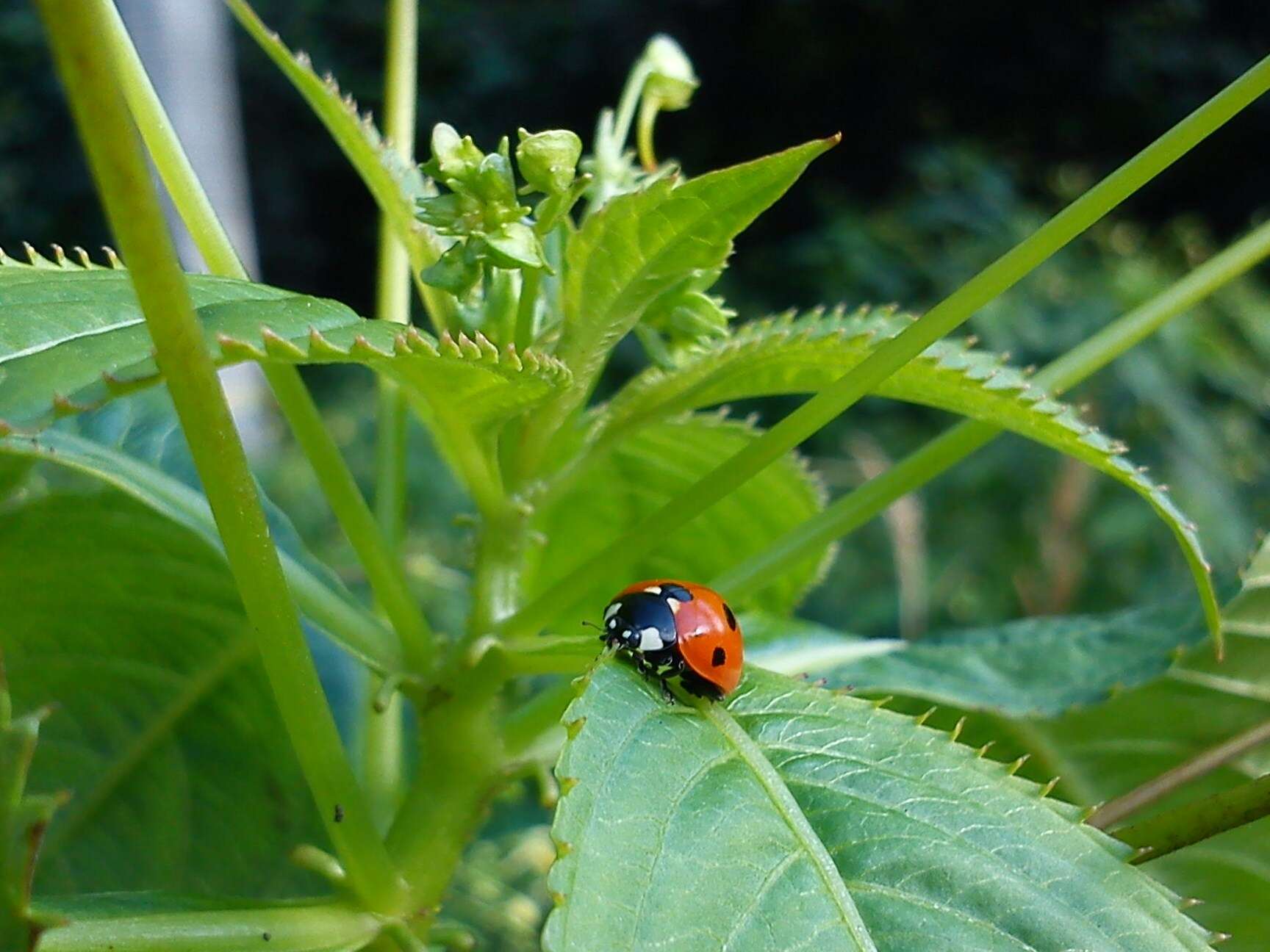 Image of Harmonia axyridis (Pallas 1773)