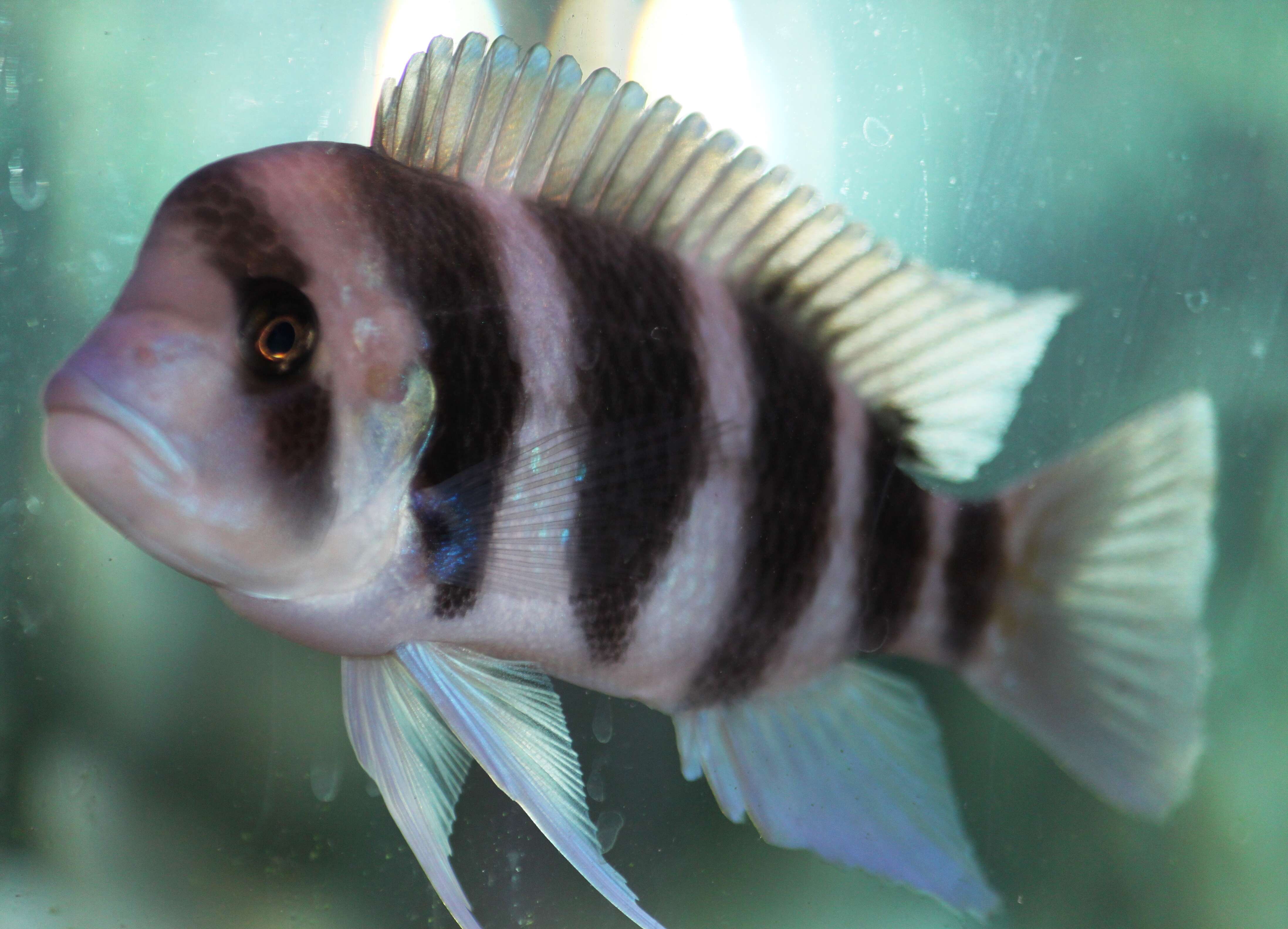 Cyphotilapia resmi