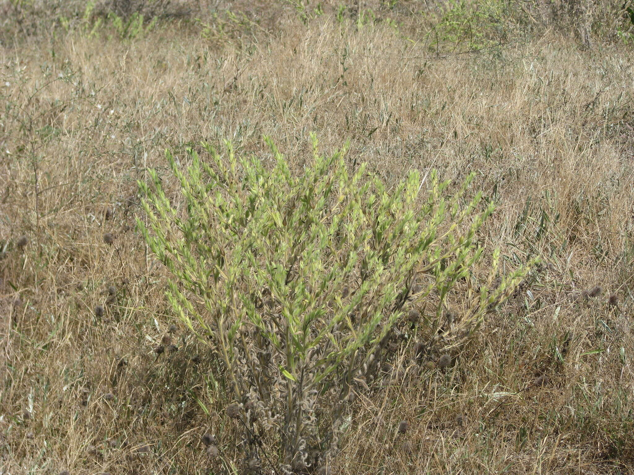 Image of <i>Onosma borysthenica</i>