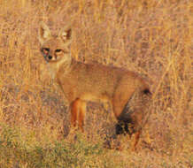 Image of Bengal Fox