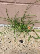 Image of Indian goosegrass