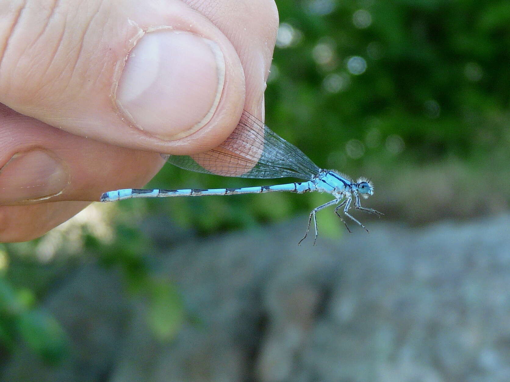 Image of Alkali Bluet