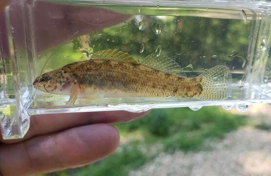 Plancia ëd Etheostoma nigripinne Braasch & Mayden 1985