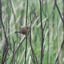 Image of Tawny-bellied Seedeater