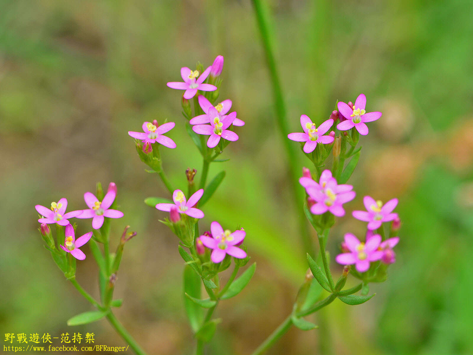 Image of Centaurium pulchellum var. altaicum (Griseb.) Kitagawa & H. Hara